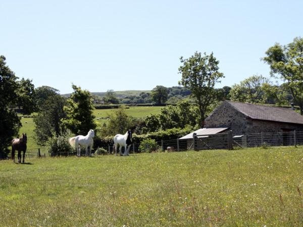 The Shippon Villa Conwy Bagian luar foto